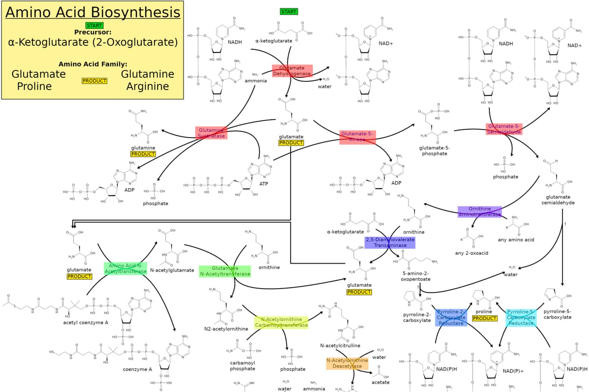 Schema eines Biosynthesewegs für Aminosäuren