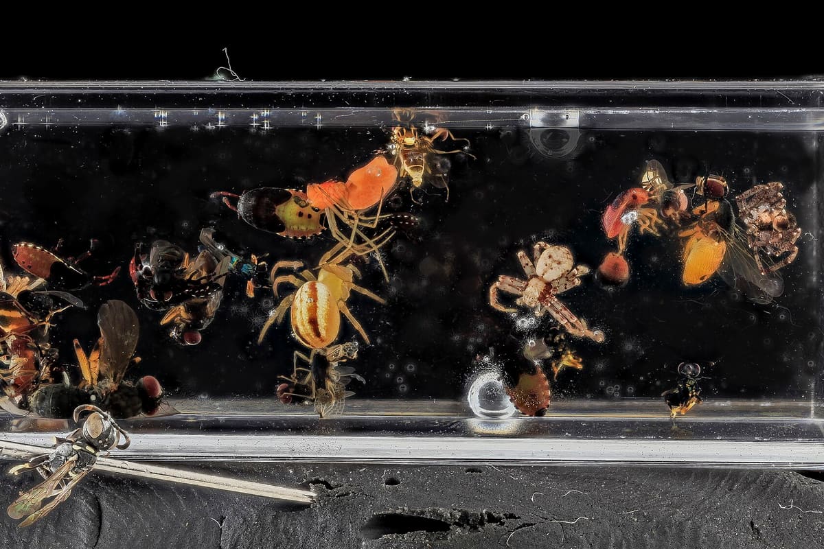 Küvette für die Spektralphotometrie
