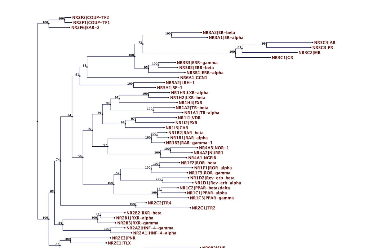 Stammbaumdiagramm aus dem Sequenzvergleich verwandter Proteine