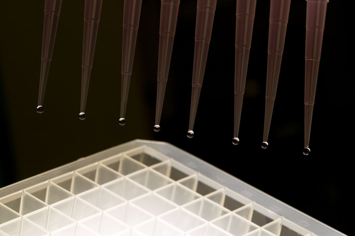 Parallele Pipettenspitzen geben Tropfen in die Vertiefungen einer Mikrotiterplatte