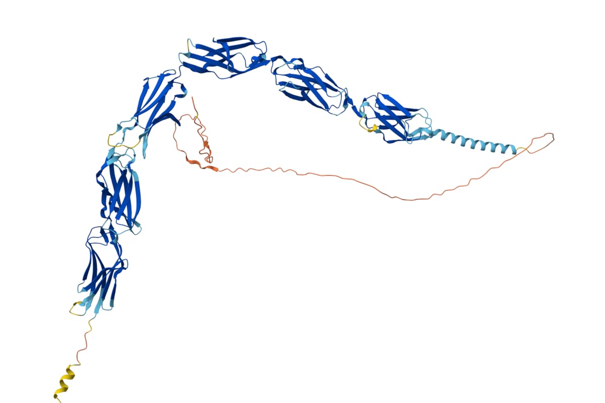 Vorhergesagte dreidimensionale Struktur eines Proteins